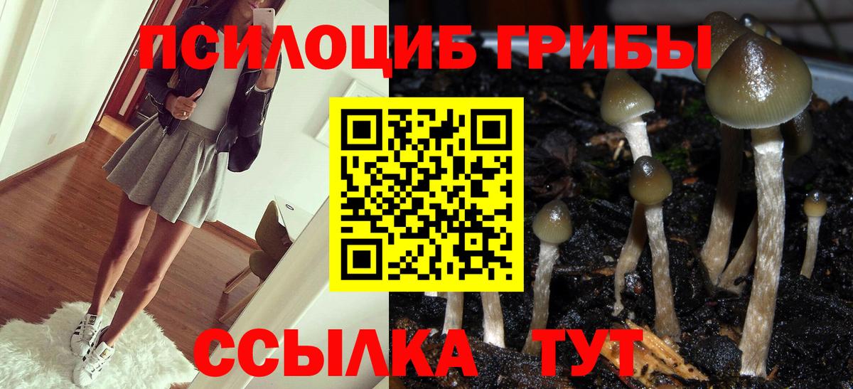 Псилоцибиновые грибы Cubensis  Галлюциногенные грибы мицелий  Лыткарино  Вход с VPN 
